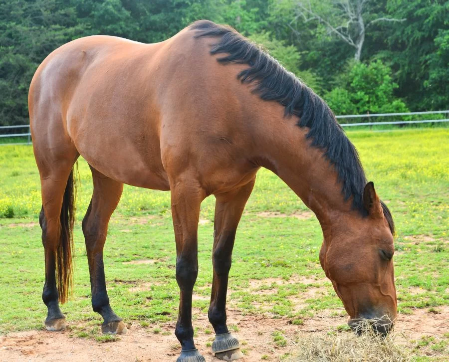 Caballo hannoveriano 