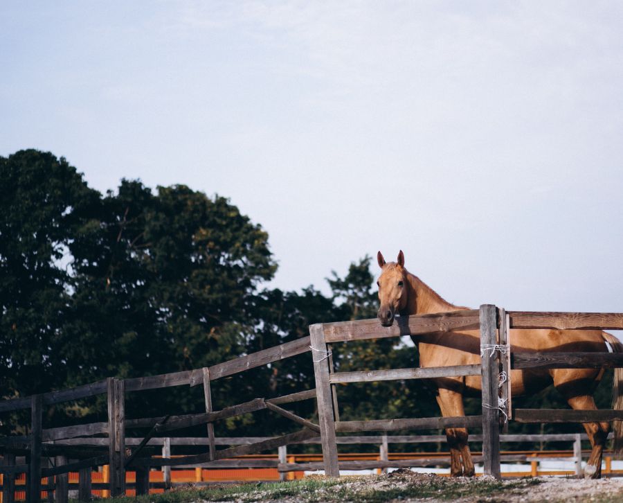 boxes de caballos