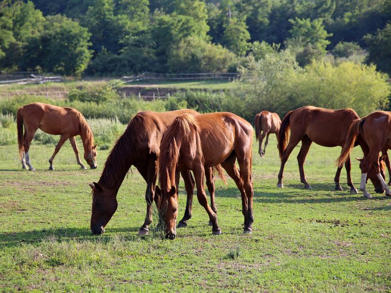 caballo anglo arabe