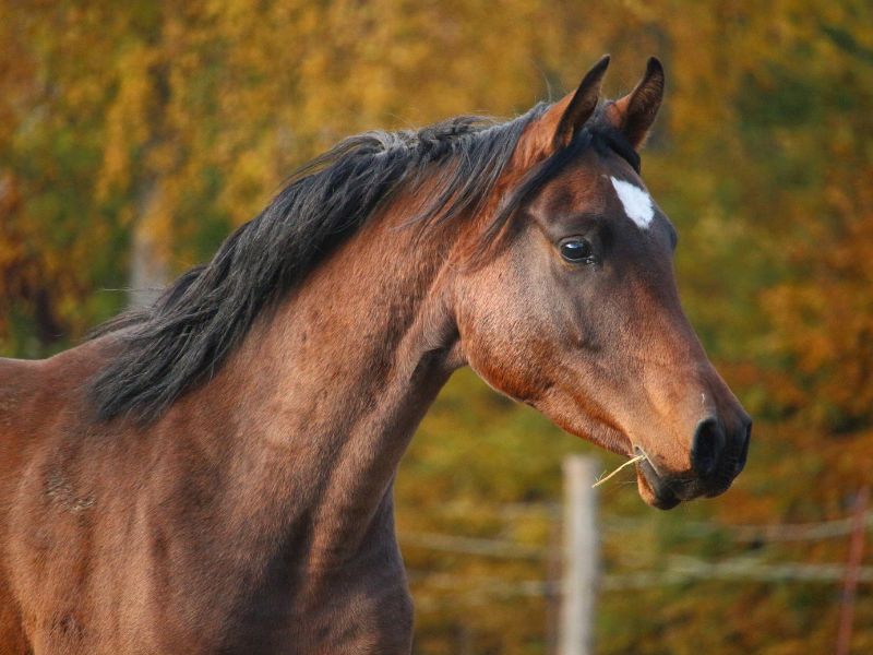 caballo anglo arabe