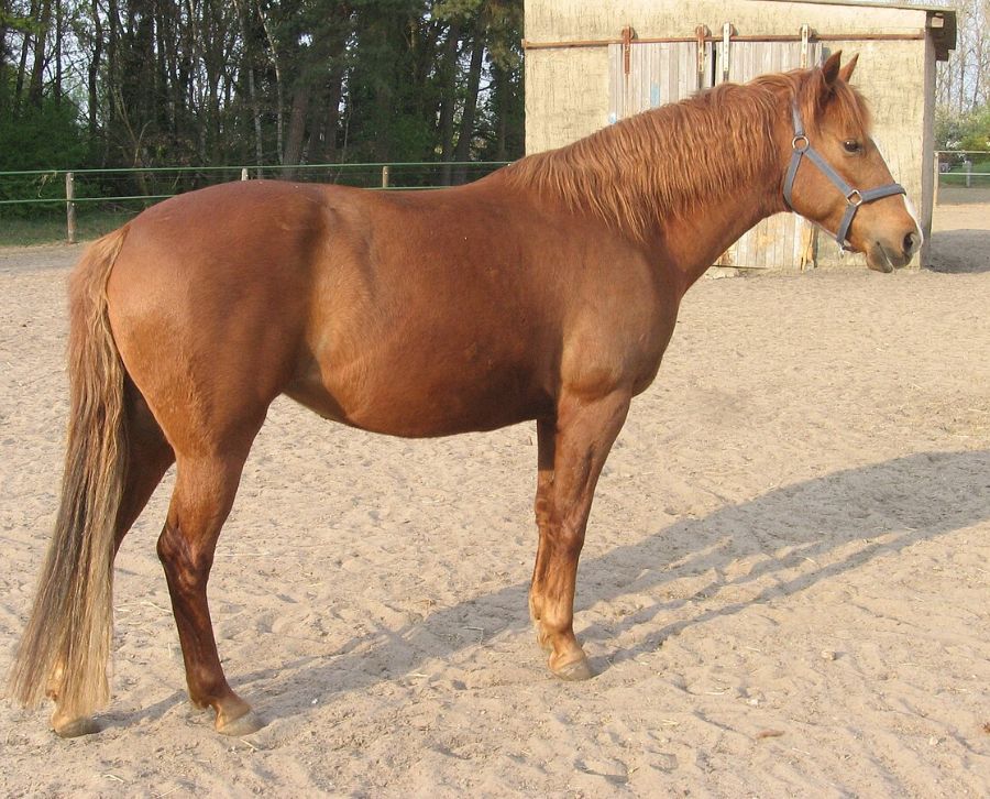 caballo bereber 