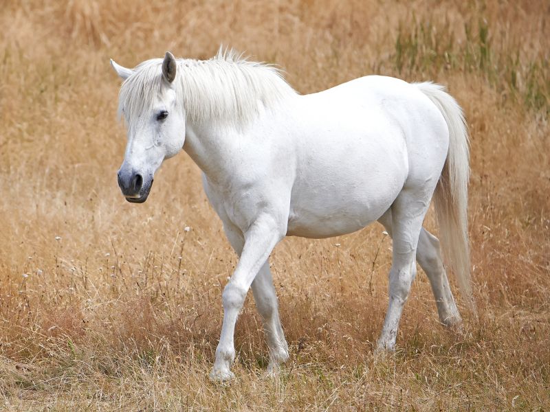 caballo blanco