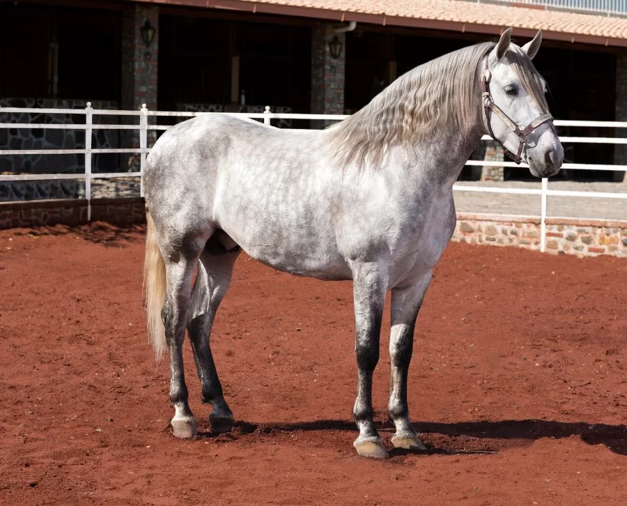 Caballos de raza: selección ideal para saltos e hípica Equspaddock