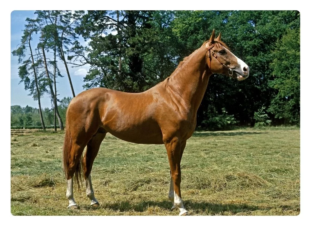 caballo de pura raza inglés