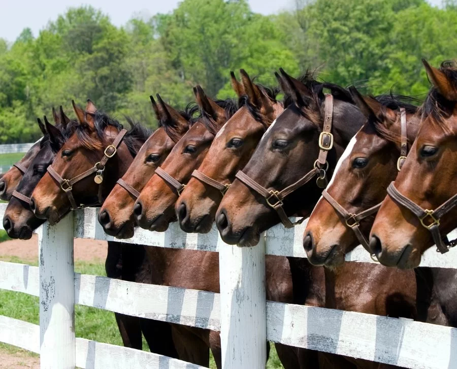 caballos de raza