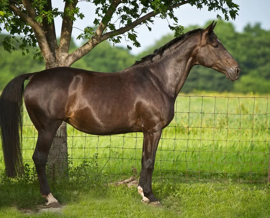 caballo holandes