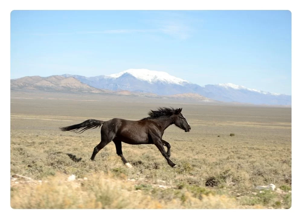 Características del caballo mustang