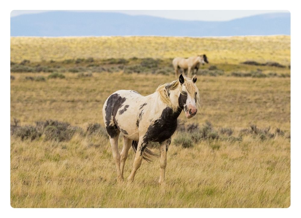 Caballo mustang