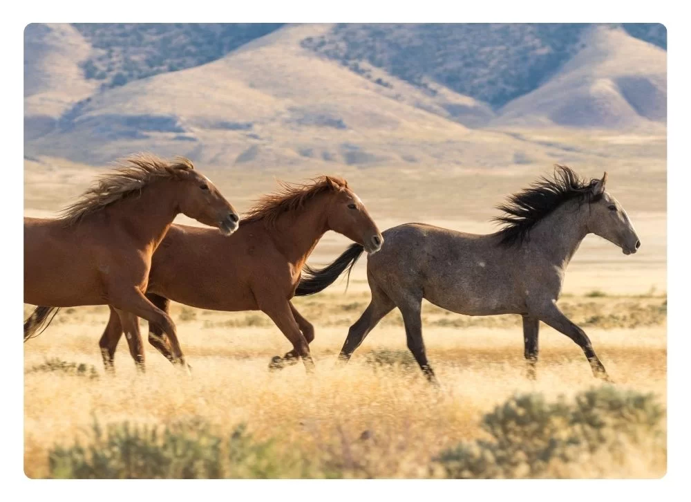 Caballo mustang