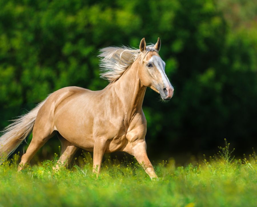 caballo palomino