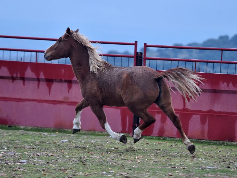 caballo percheron