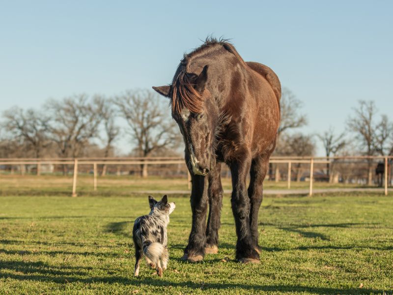 caballo percherón