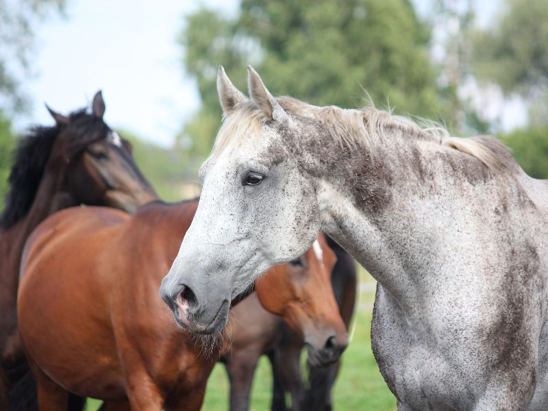 caballo raza española