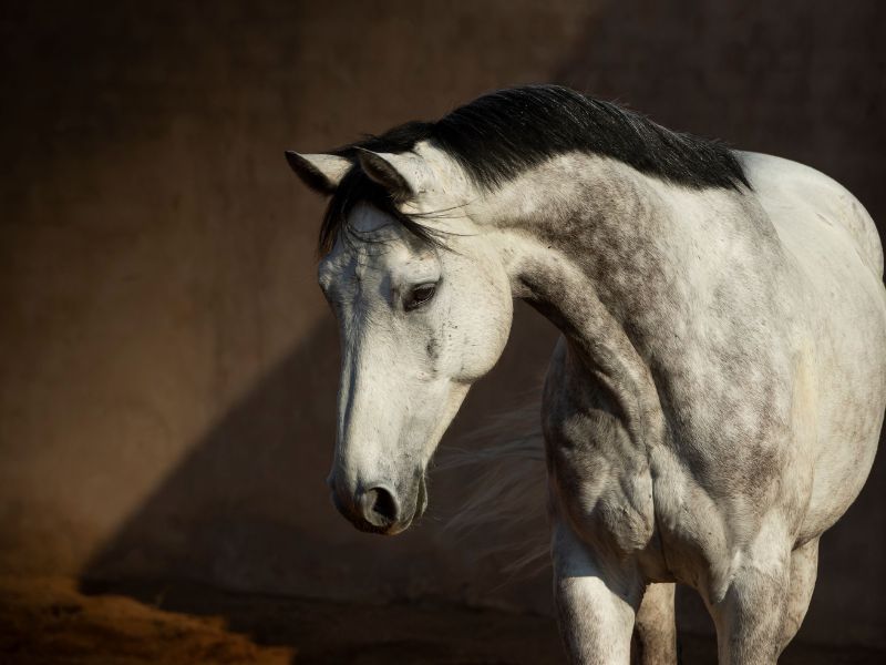 caballo raza española