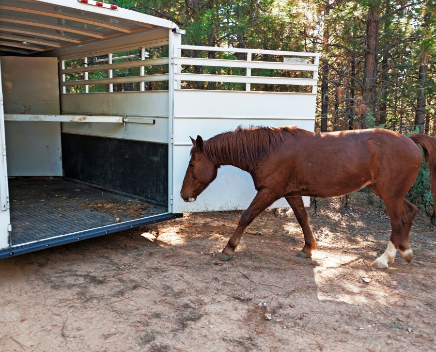 doma caballo