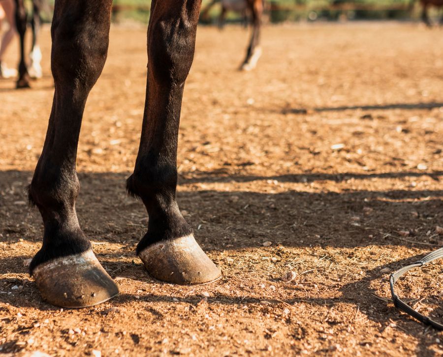 lesiones comunes en los caballos