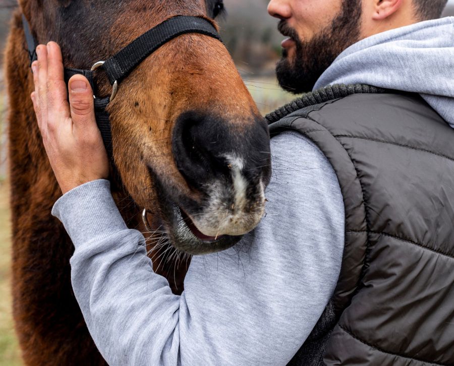 lesiones comunes en los caballos 