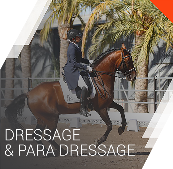dressage equestrian discipline
