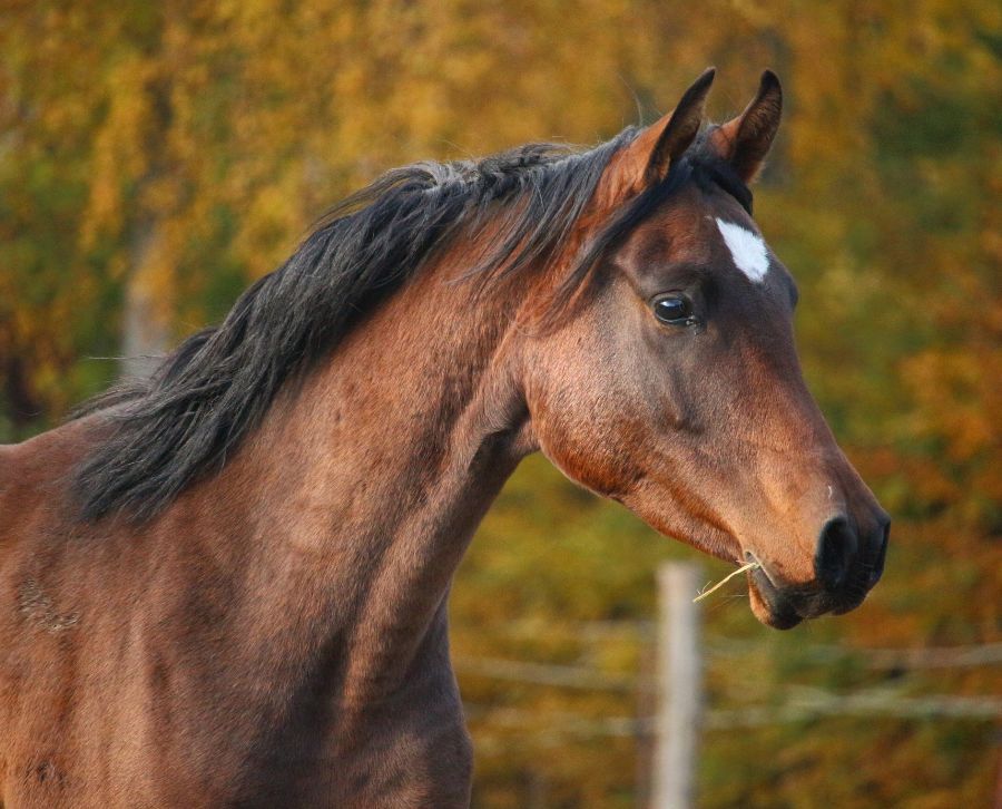 caballo anglo árabe