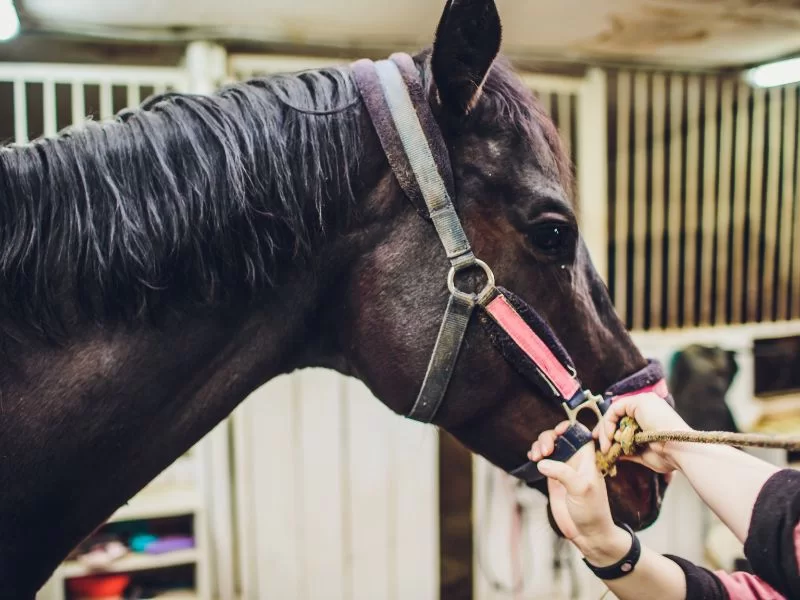 caballo anglo arabe