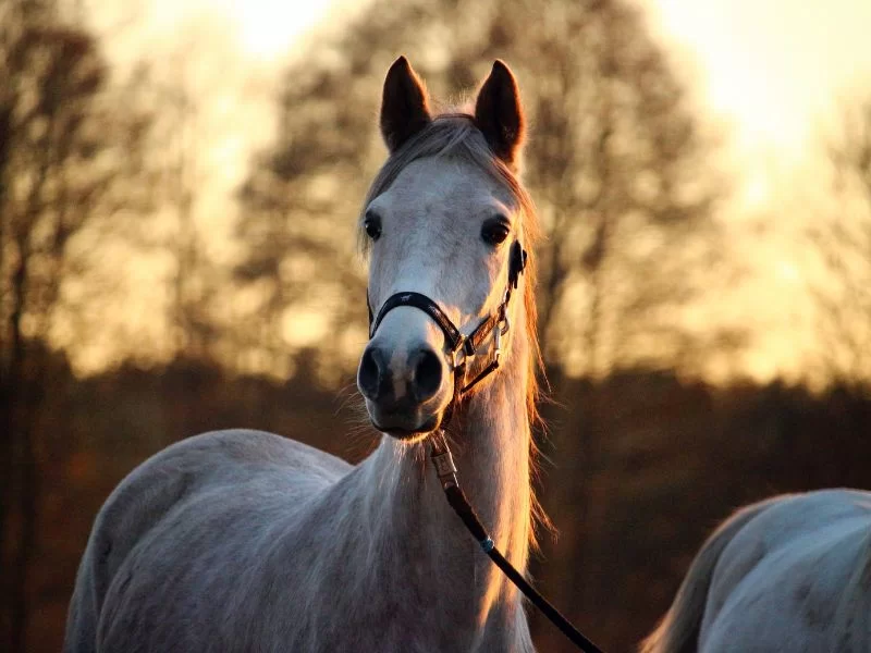 caballo blanco