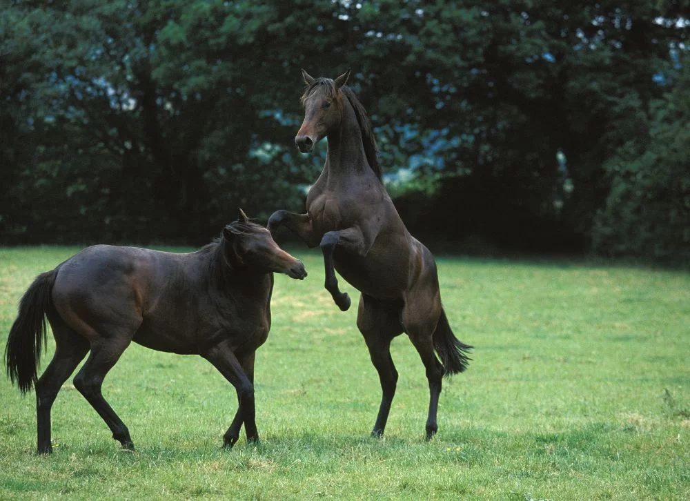 caballo de pura raza inglés