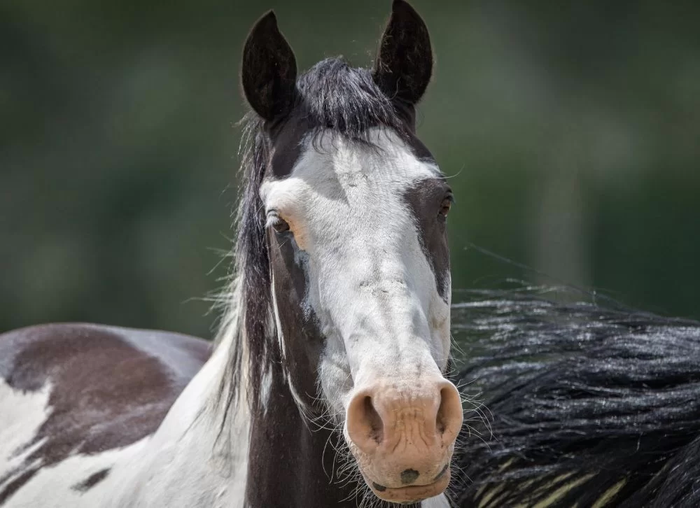 Caballo mustang