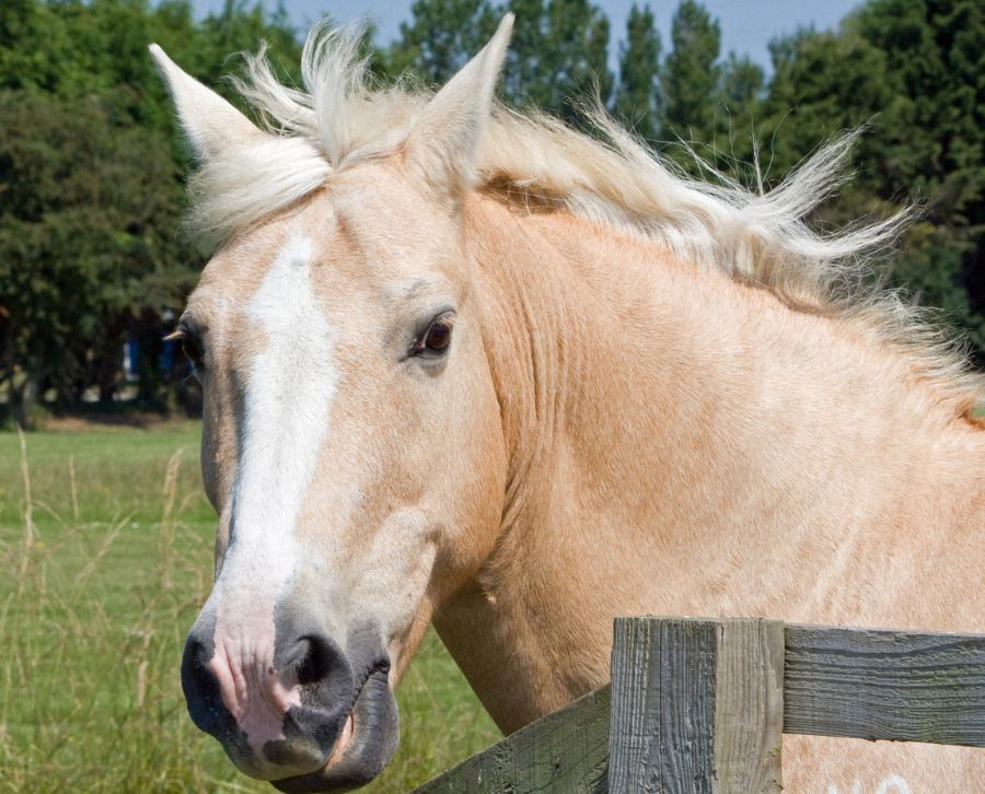 caballo palomino