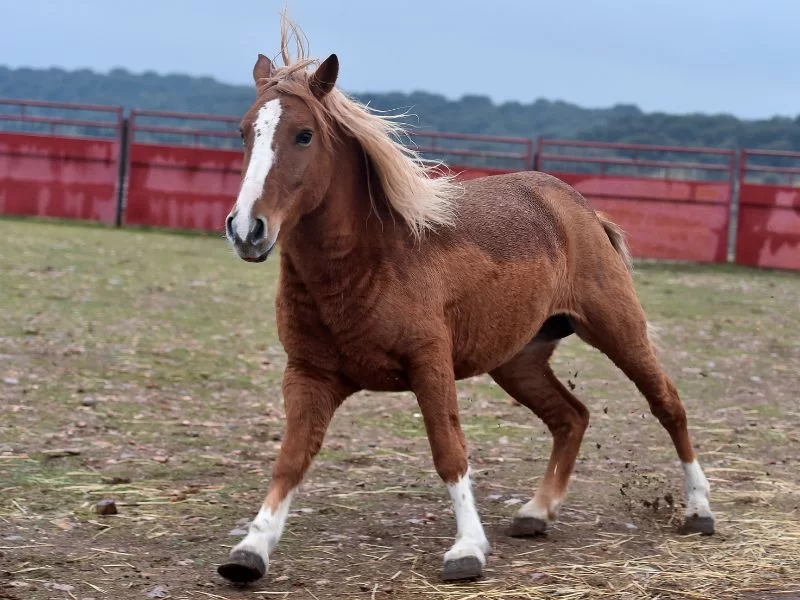 caballo percherón