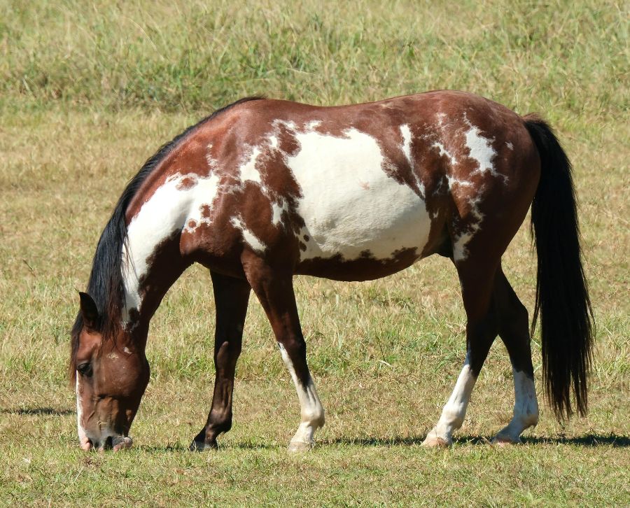 caballo pinto