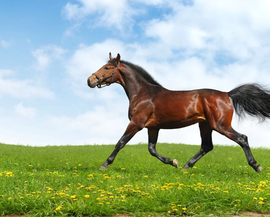 caballos de raza