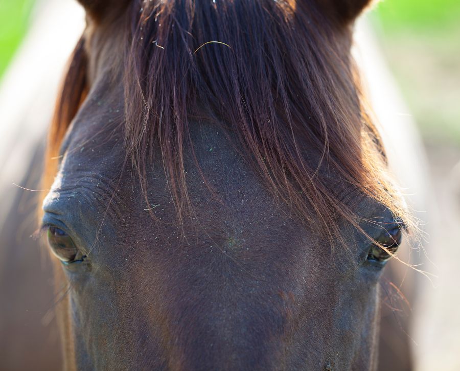 doma caballo