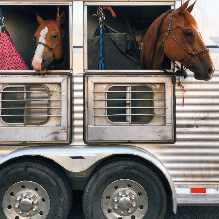 transporte de caballos