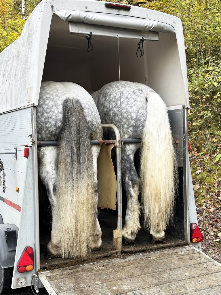 transporte de caballos por carretera