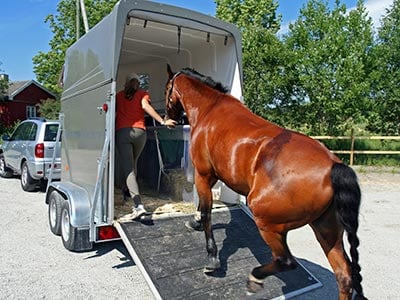 consejos para el transporte de caballos